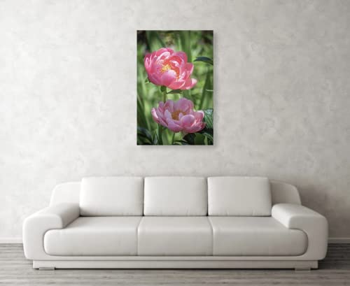 Peonies fotografija na platnu losos Pink božur sanjivo cvjetni zid Art Print sunčan zeleni vrt cvijet slika proljeće Botanička fotografija spremna za vješanje