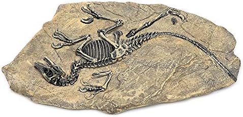 Mayagu 1pc 3418cm Resin Dinosaur fosilni specimen Jurassic Raptor fosil za kućni dekor