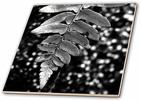 3dRose crno-bijela makro fotografija lista paprati koji visi nad mahovinom. - Pločice.